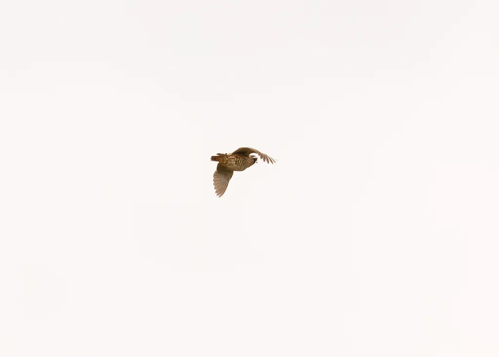 山齿鹑(Colinus virginianus)