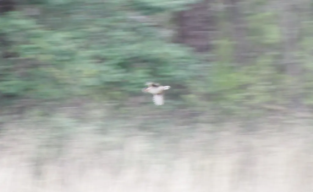 山齿鹑(Colinus virginianus)