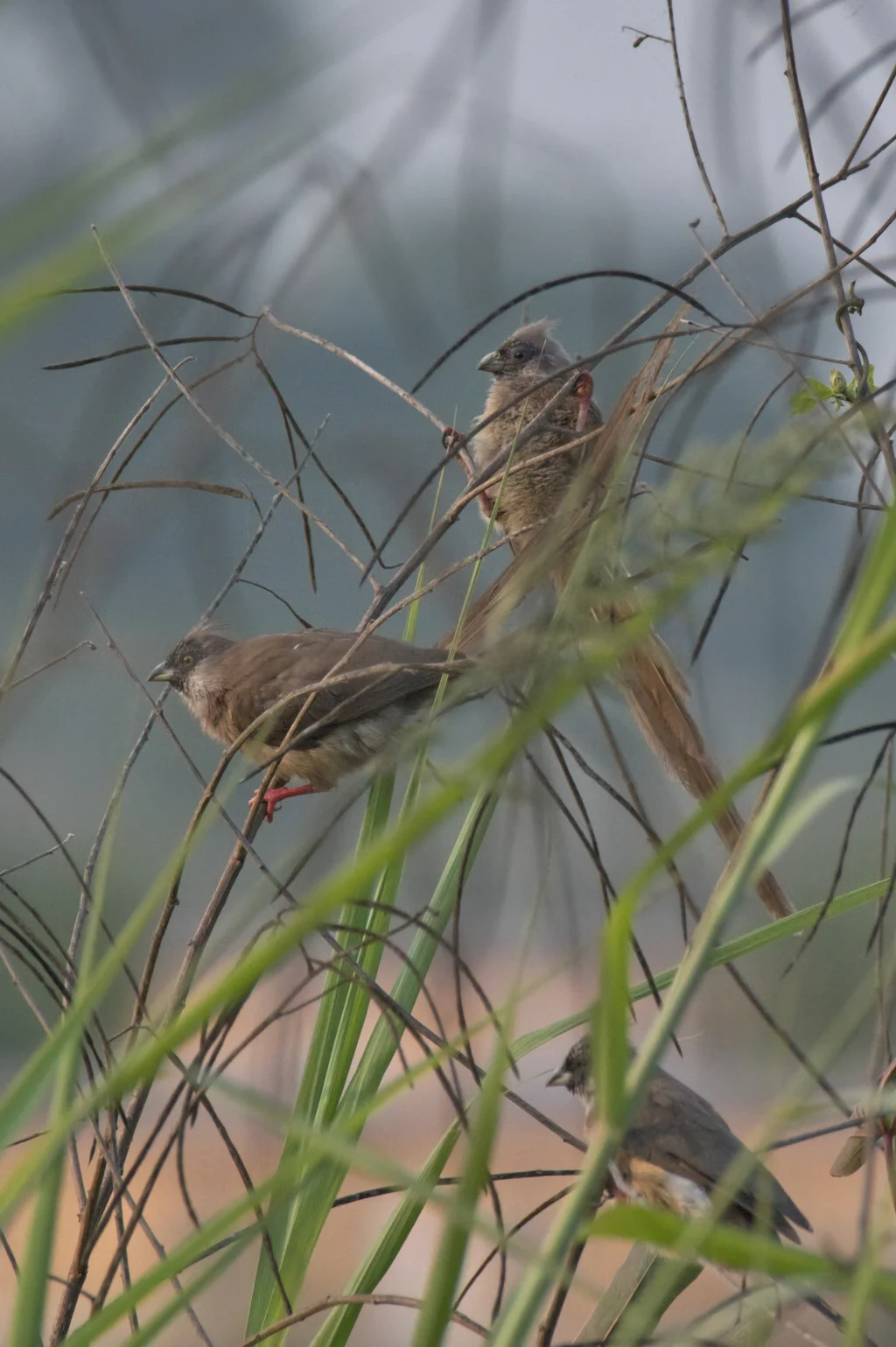 红背鼠鸟(Colius castanotus)
