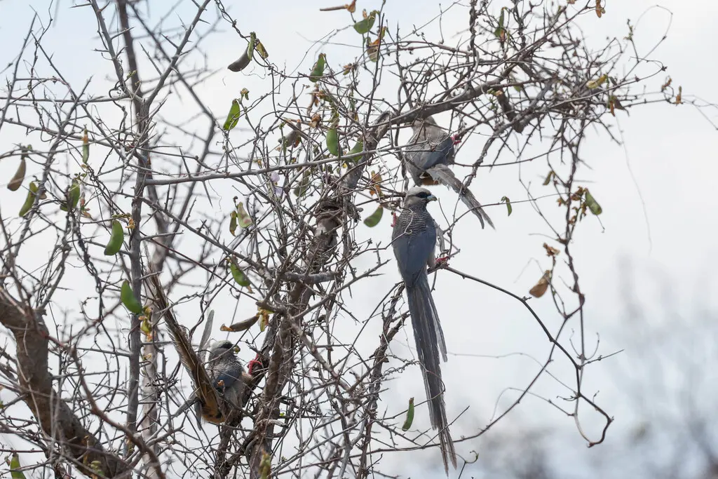 白头鼠鸟(Colius leucocephalus)