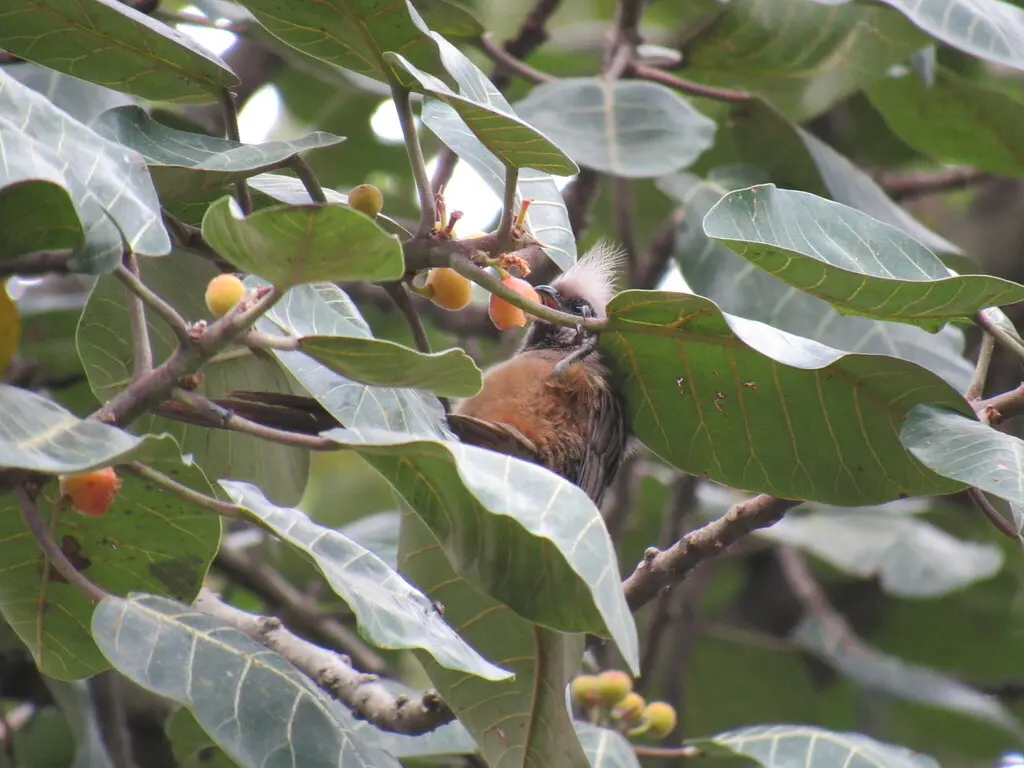 斑鼠鸟(Colius striatus)