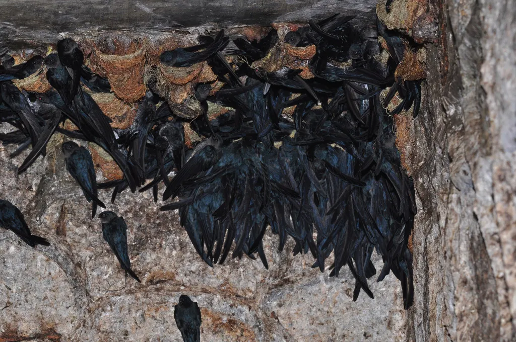 毛趾金丝燕(Collocalia affinis)