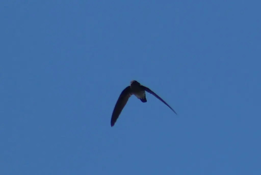 毛趾金丝燕(Collocalia affinis)