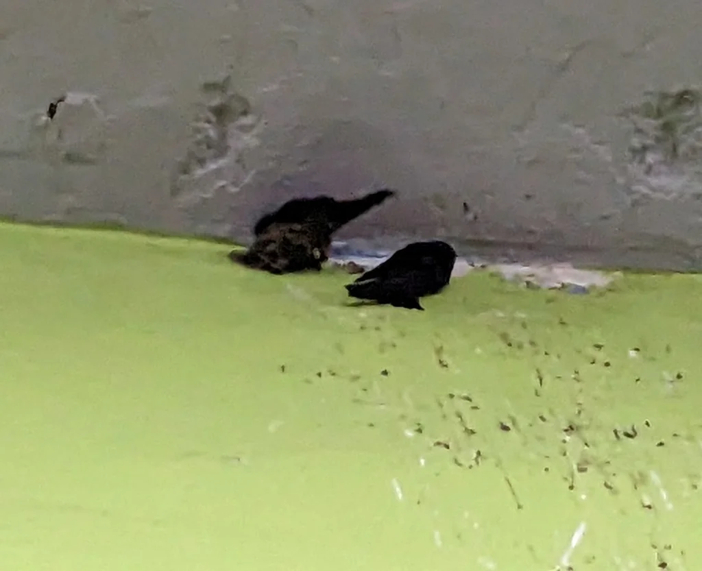 毛趾金丝燕(Collocalia affinis)