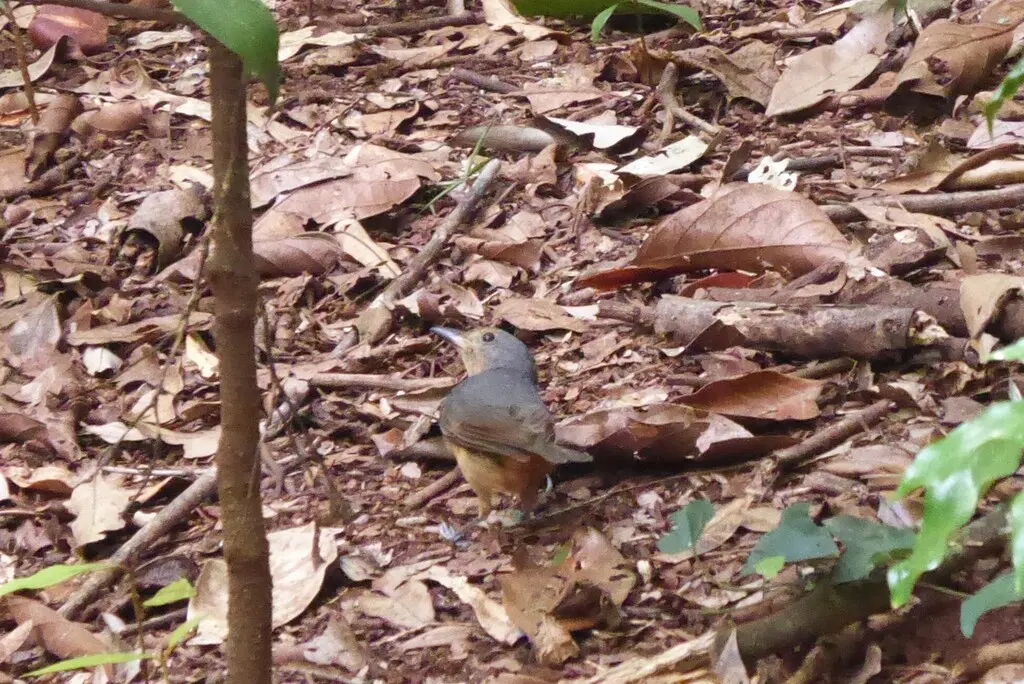 纹胸鵙鹟（Colluricincla boweri）