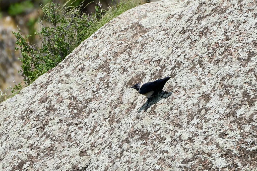 达乌里寒鸦(Coloeus dauuricus)