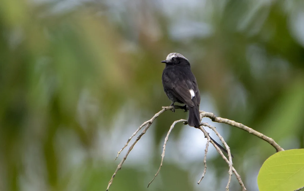 长尾霸鹟(Colonia colonus)