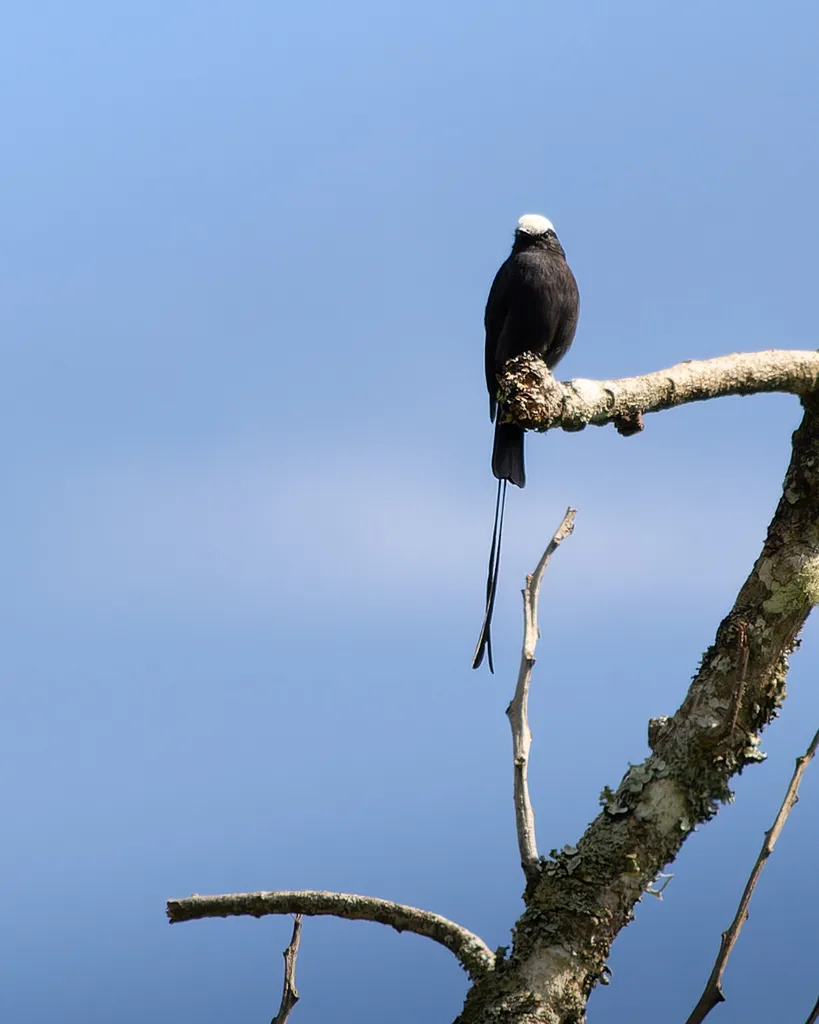 长尾霸鹟(Colonia colonus)