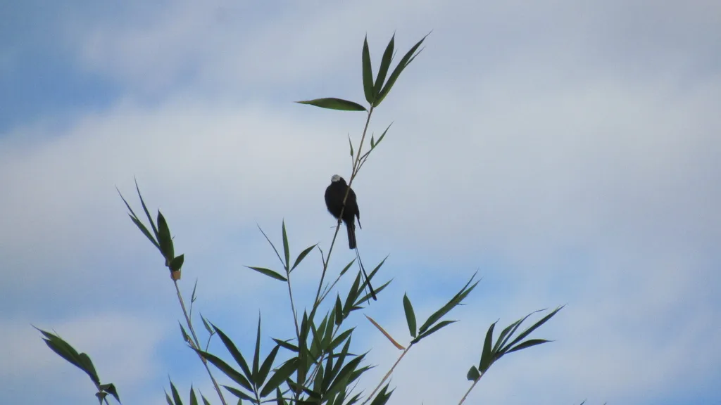 长尾霸鹟(Colonia colonus)