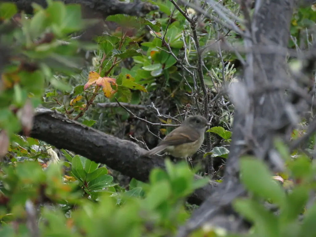 巴塔唧霸鹟(Colorhamphus parvirostris)