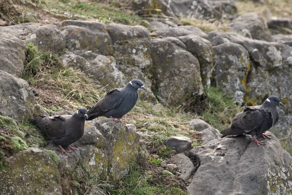 白领鸽（Columba albitorques）