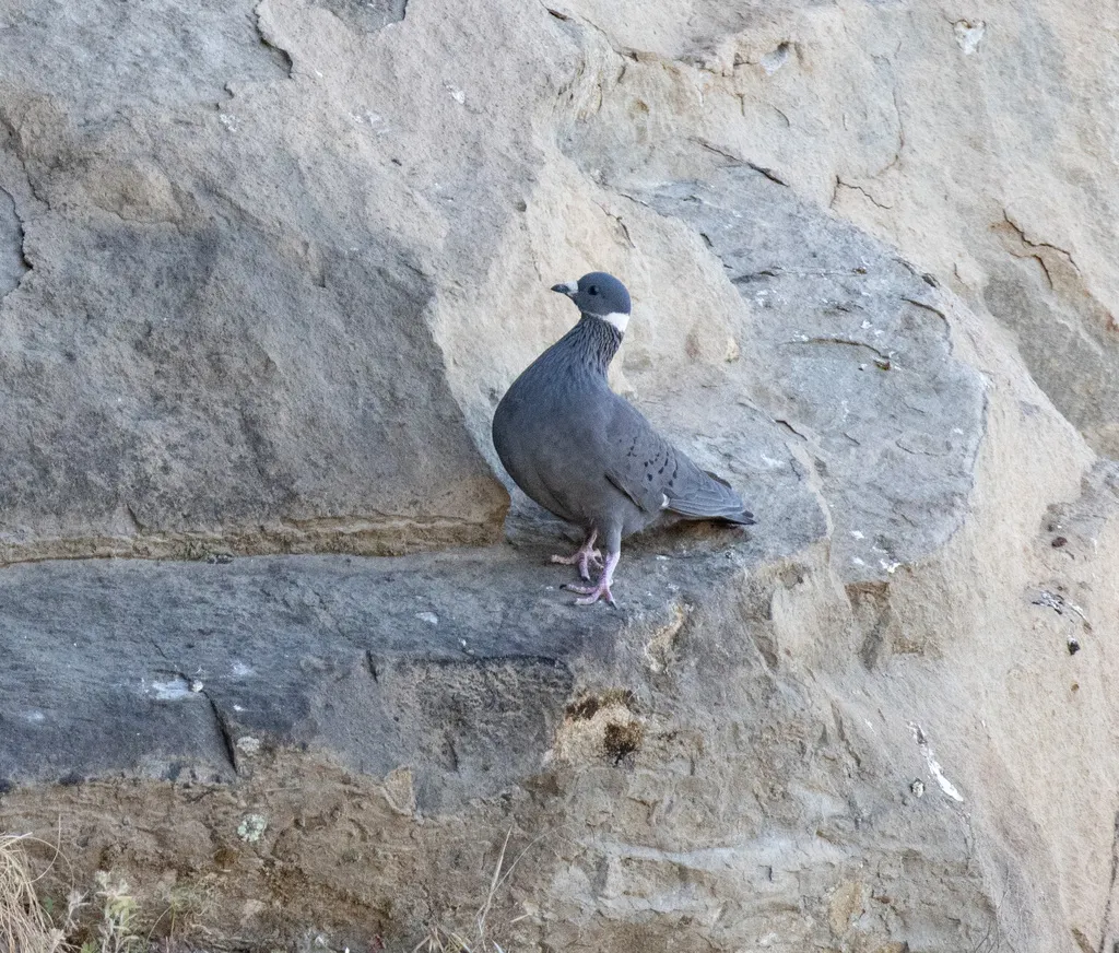 白领鸽（Columba albitorques）