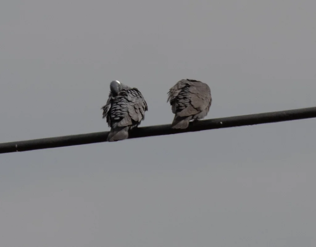 白领鸽（Columba albitorques）