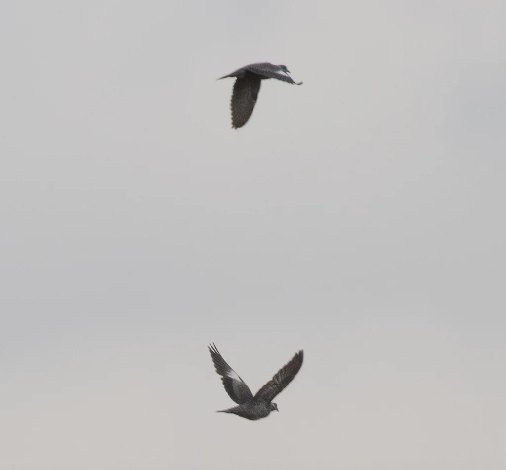 白领鸽（Columba albitorques）