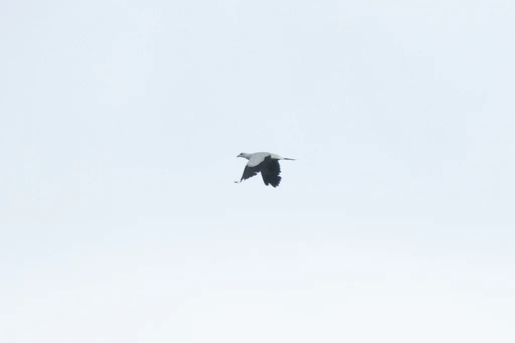银鸽(Columba argentina)