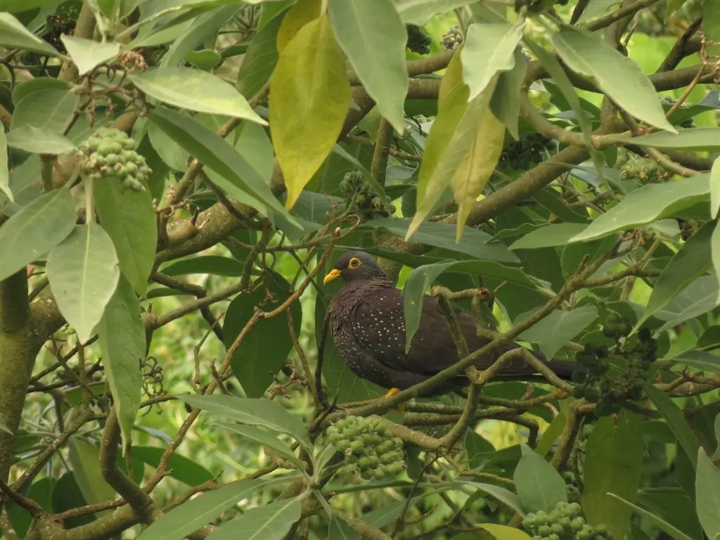 黄眼鸽(Columba arquatrix)