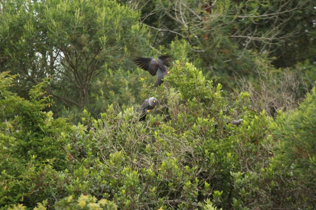 黄眼鸽(Columba arquatrix)