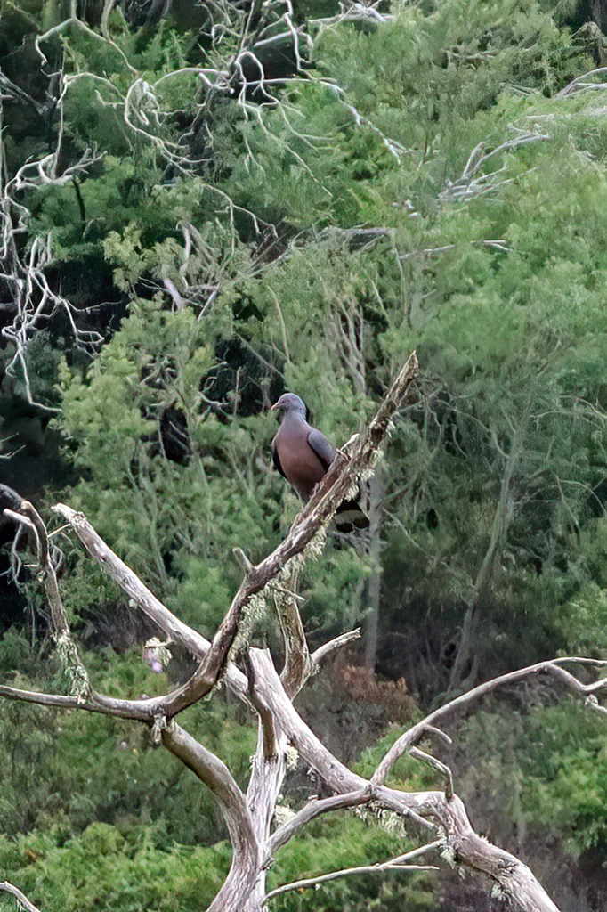 波氏鸽(Columba bollii)
