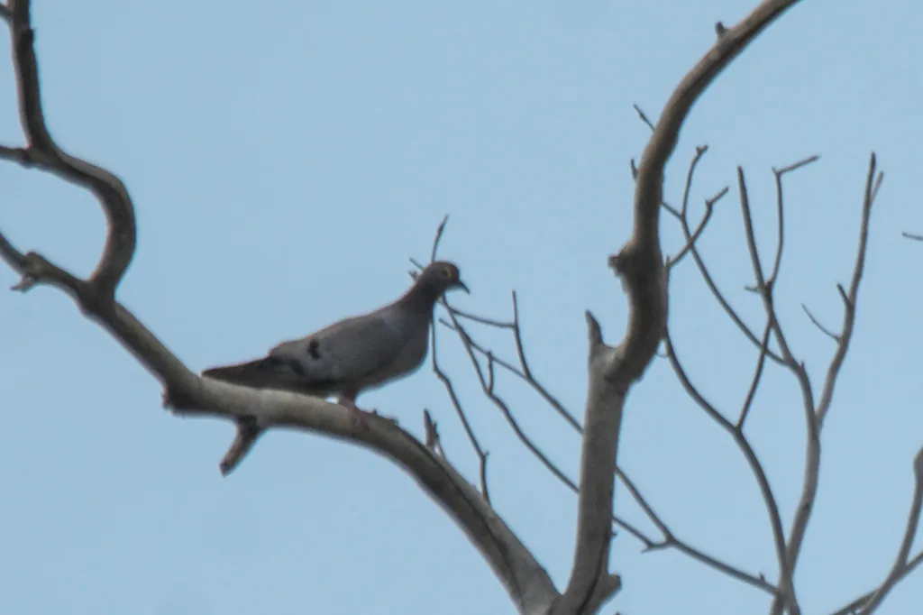 中亚鸽(Columba eversmanni)