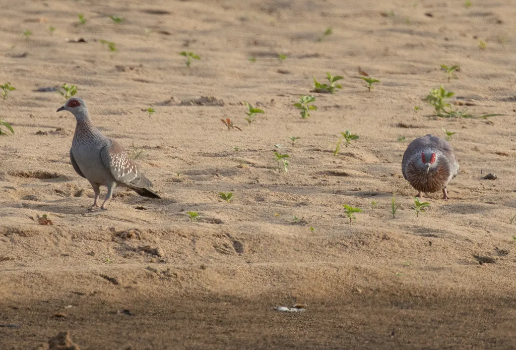 斑鸽(Columba guinea)