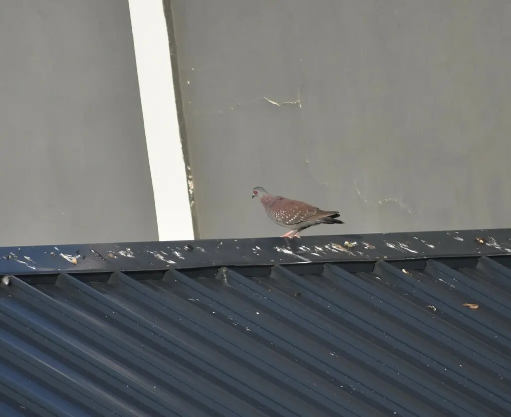 斑鸽(Columba guinea)