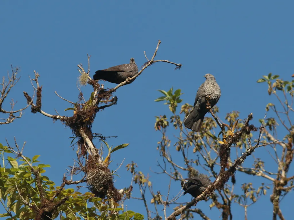 点斑林鸽（Columba hodgsonii）