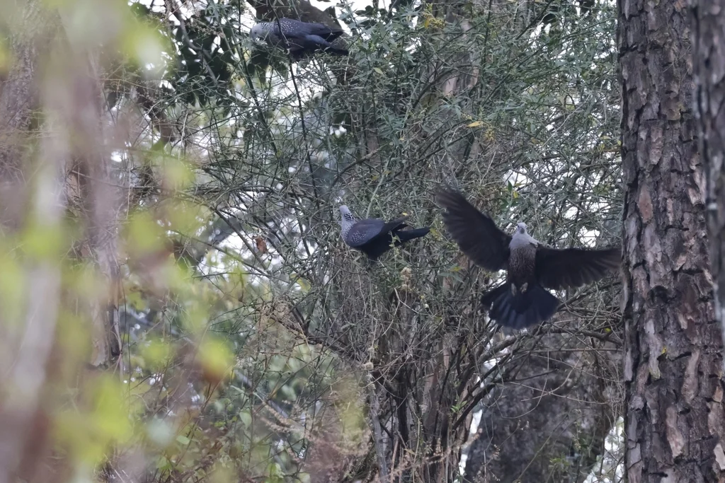 点斑林鸽（Columba hodgsonii）