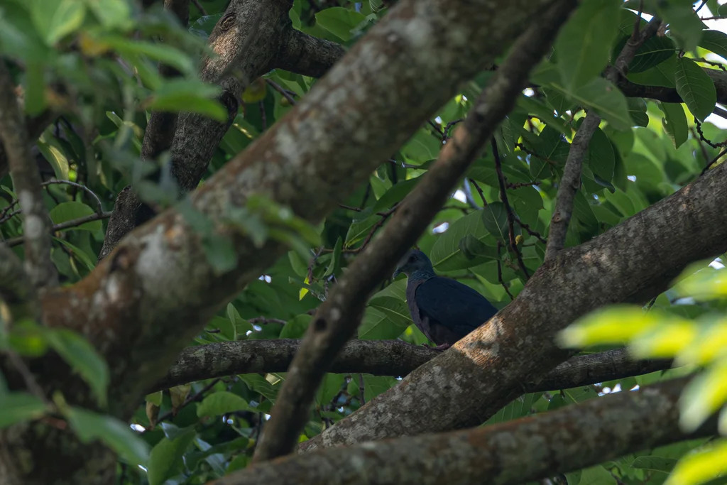 铜颈鸽(Columba iriditorques)
