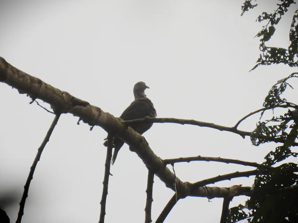 铜颈鸽(Columba iriditorques)