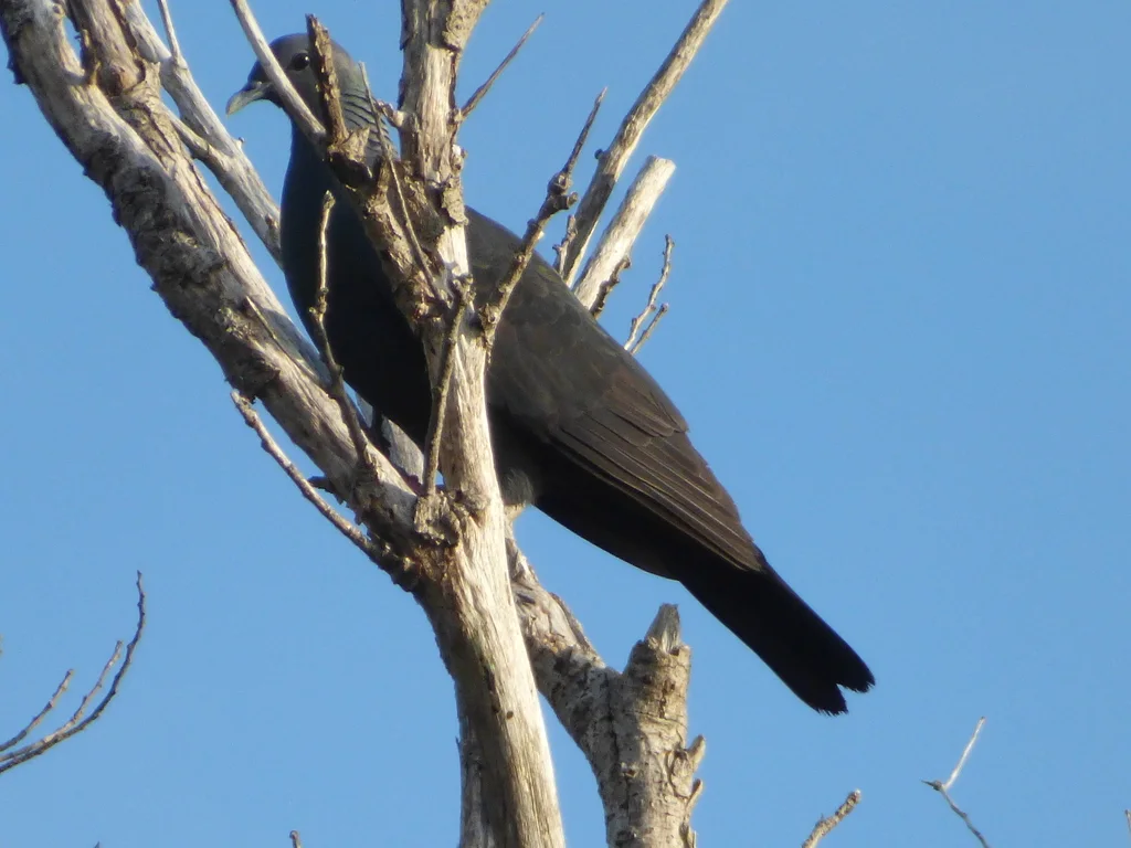 黑林鸽(Columba janthina)