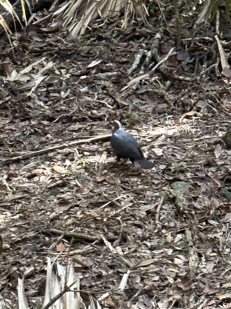 黑林鸽(Columba janthina)