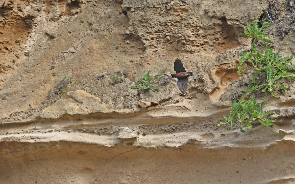 桂冠鸽(Columba junoniae)