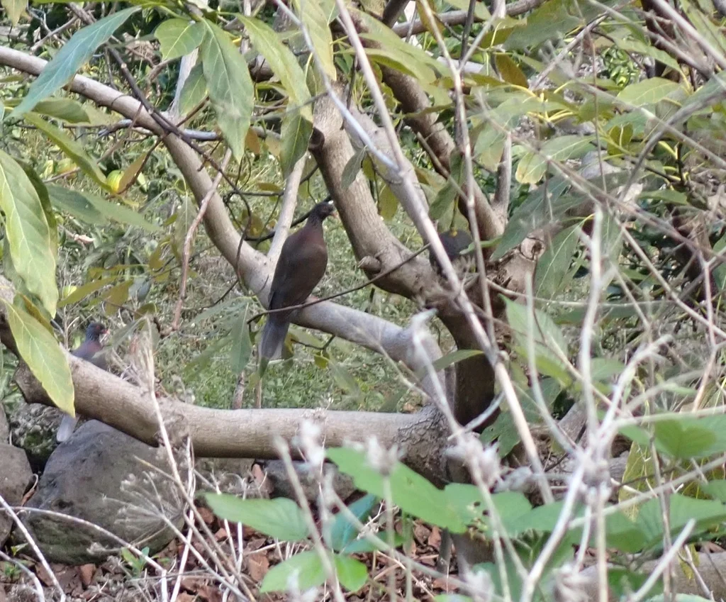 桂冠鸽(Columba junoniae)