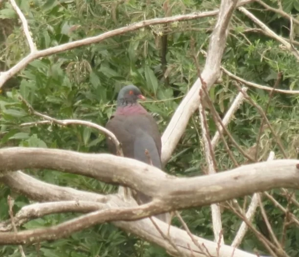 桂冠鸽(Columba junoniae)