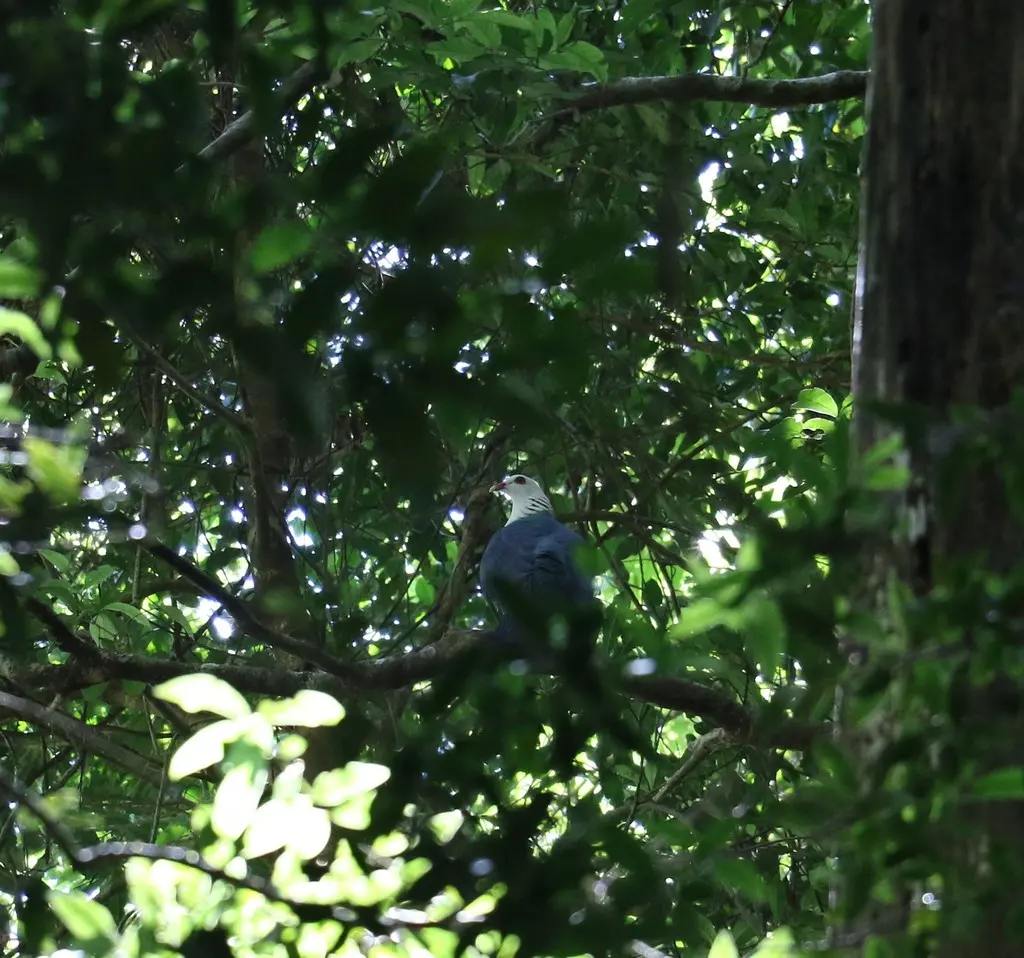 白头鸽(Columba leucomela)