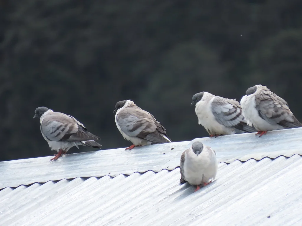 雪鸽(Columba leuconota)
