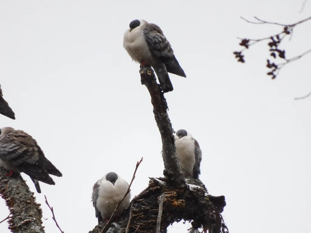 雪鸽(Columba leuconota)