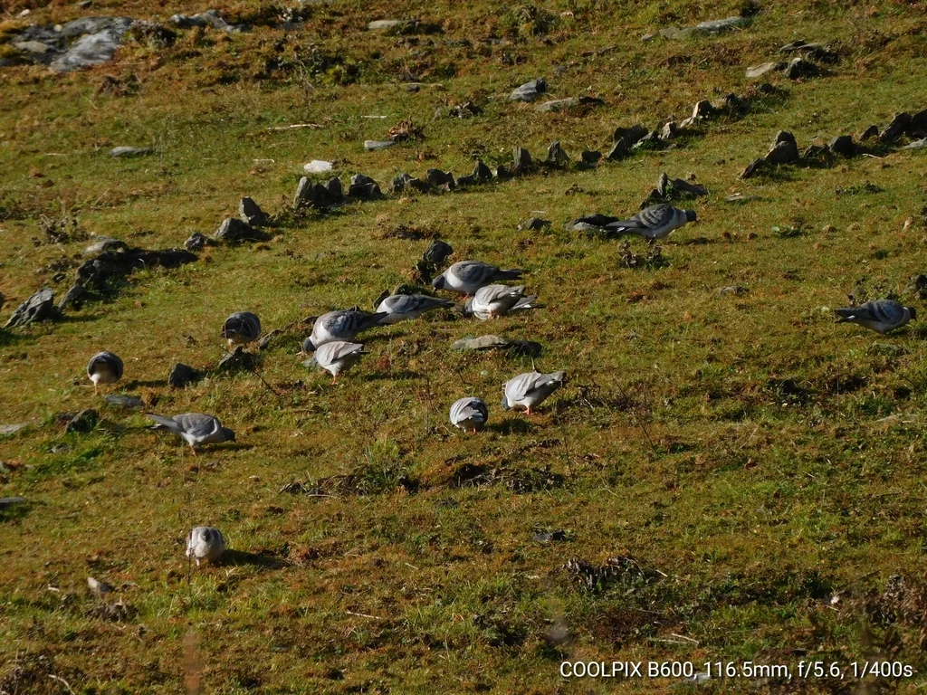 雪鸽(Columba leuconota)