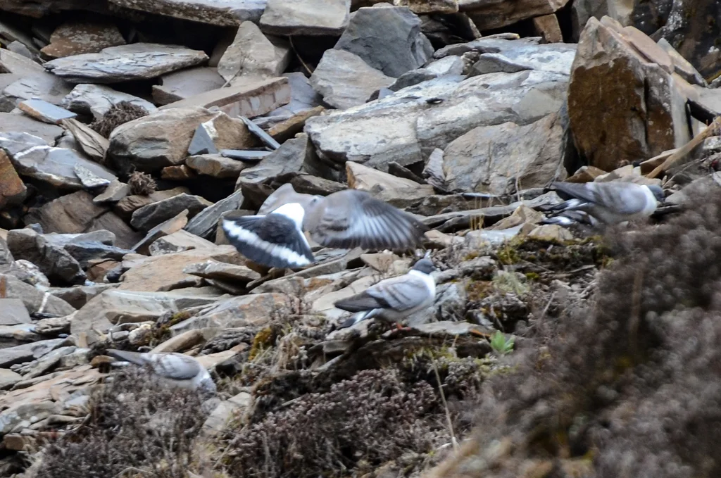 雪鸽(Columba leuconota)