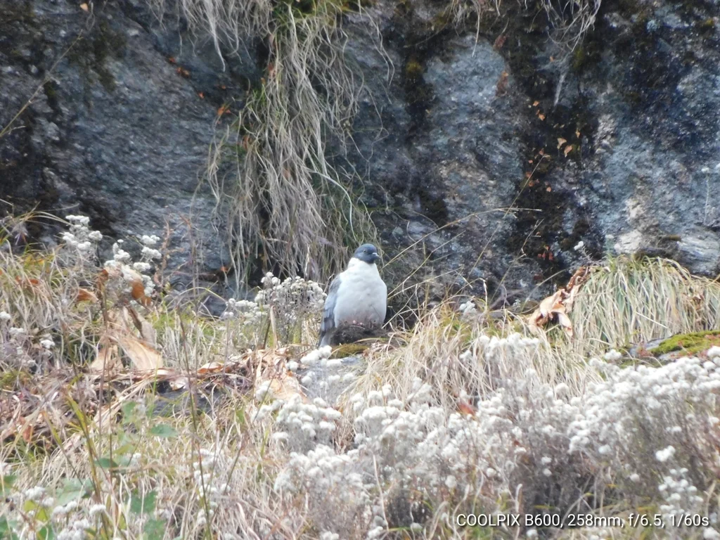 雪鸽(Columba leuconota)