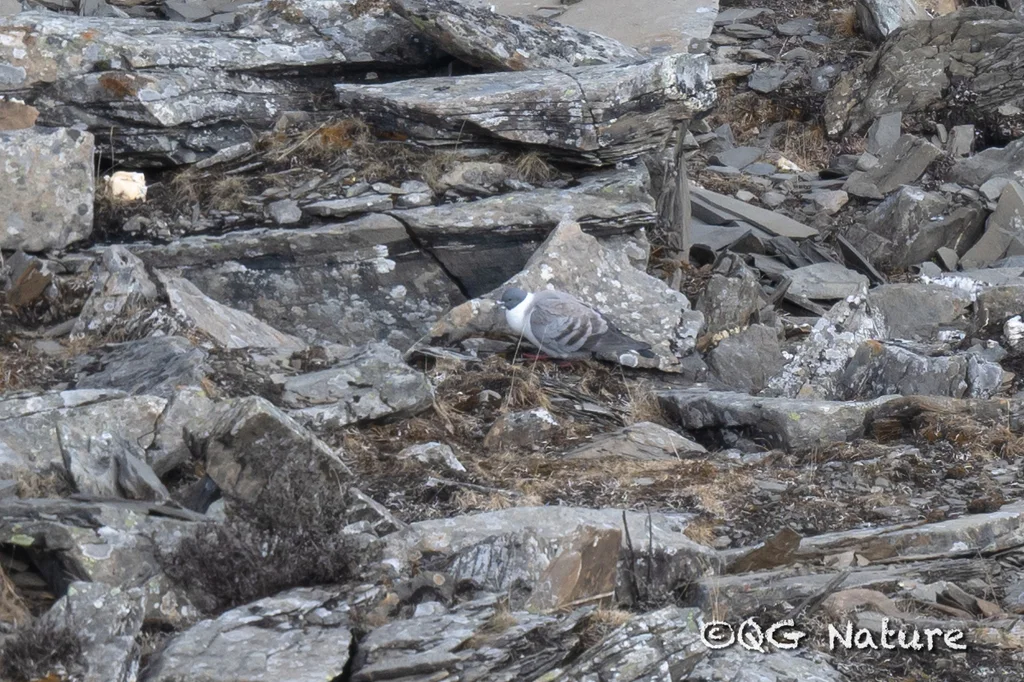 雪鸽(Columba leuconota)