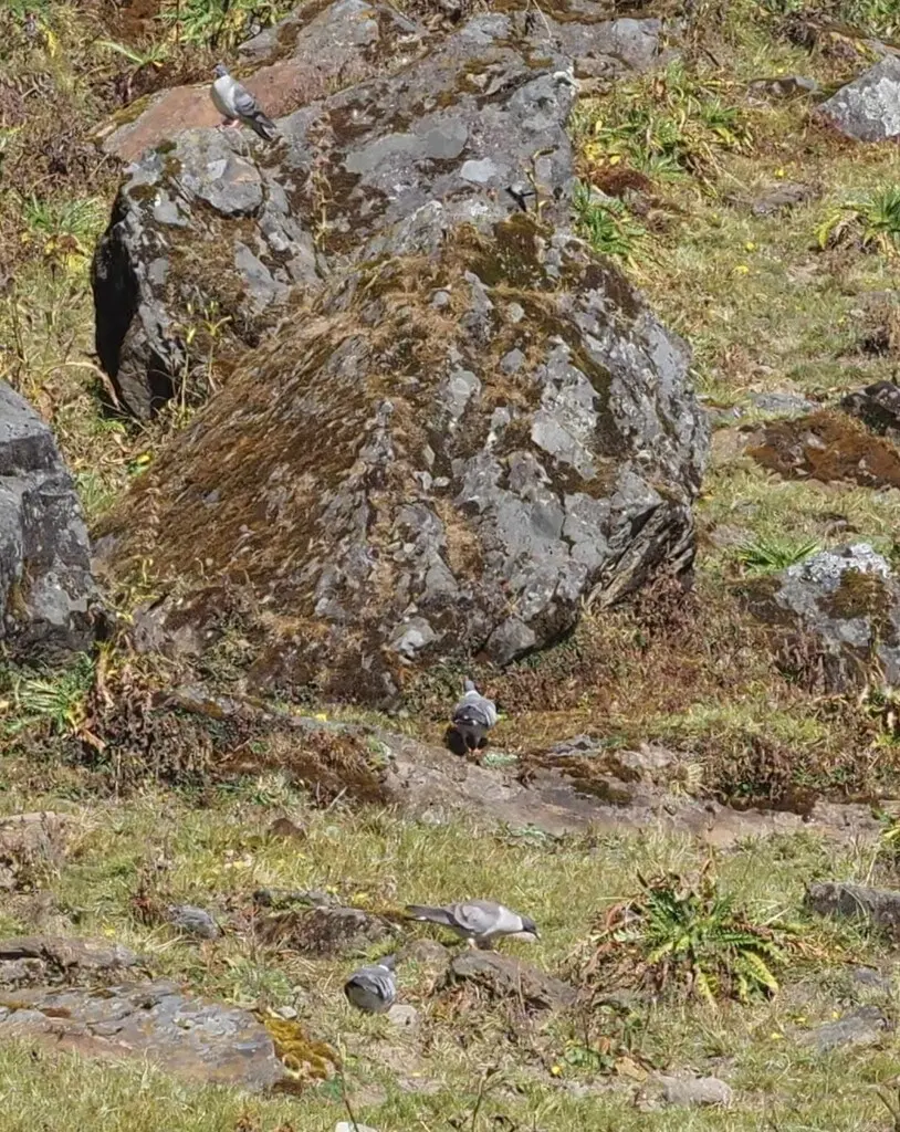 雪鸽(Columba leuconota)