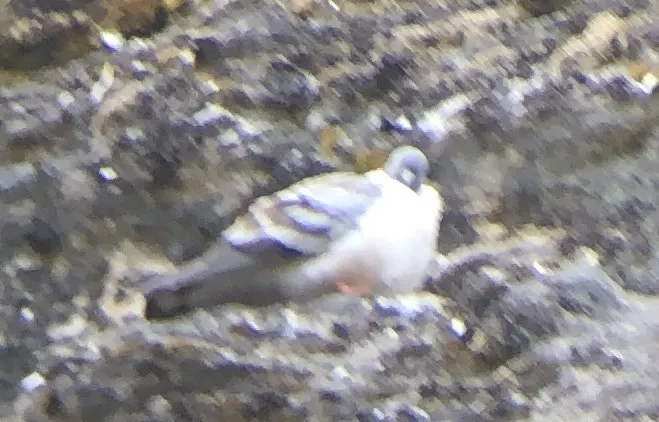 雪鸽(Columba leuconota)