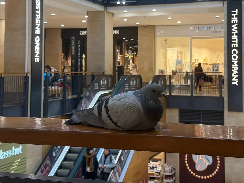 原鸽(Columba livia)