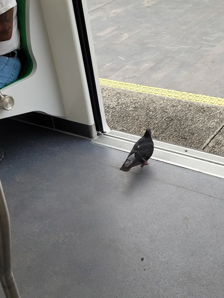 原鸽(Columba livia)