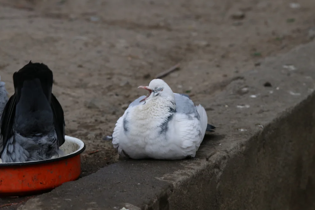原鸽(Columba livia)