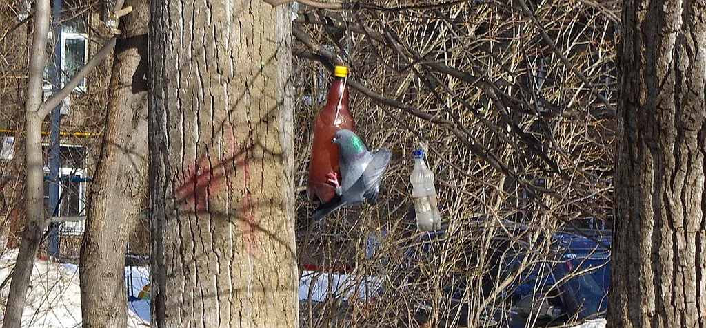 原鸽(Columba livia)
