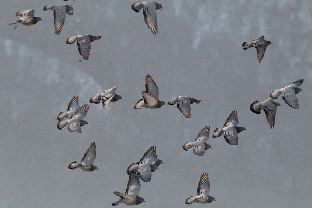 原鸽(Columba livia)
