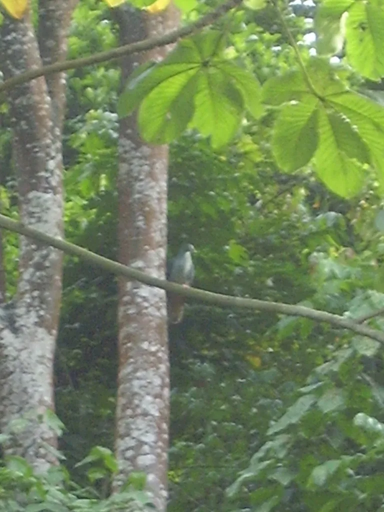 圣多美鸽(Columba malherbii)