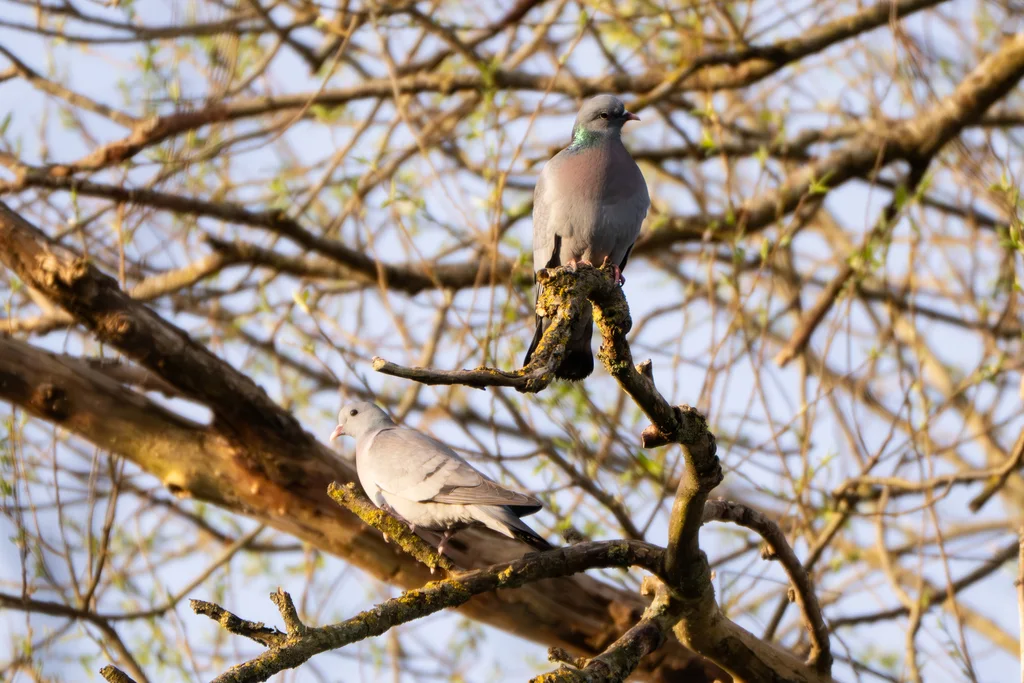 欧鸽(Columba oenas)